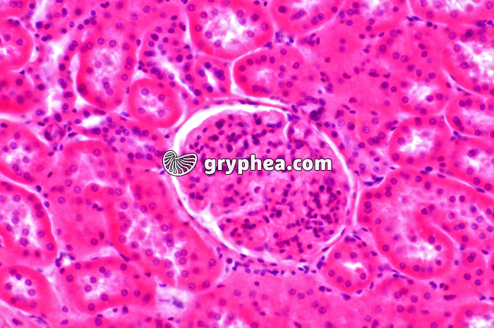 Glomérule Rein x100 - gryphea.com